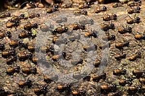 Brood of worker termite on tree bark