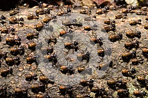 Brood of worker termite on tree bark photo