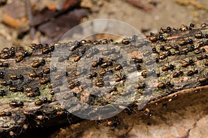 Brood of worker termite on tree bark photo
