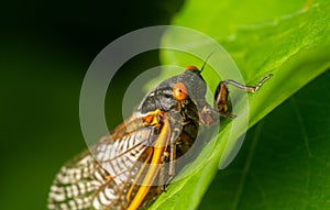 Brood X adult cicada