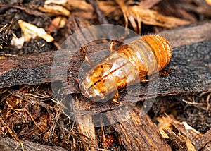 Empty Brood X Cicada Exoskeleton
