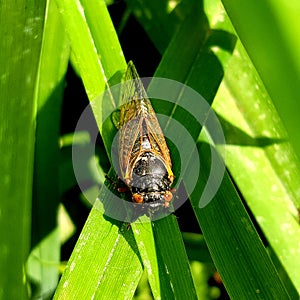 Brood X cicada on leaf