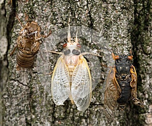 Brood X Cicada Nymph, Adult and Empty Skin