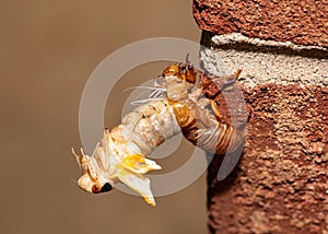 Molting Brood X Cicada II