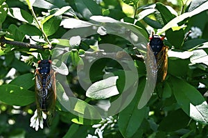 Brood X Periodical Cicadas