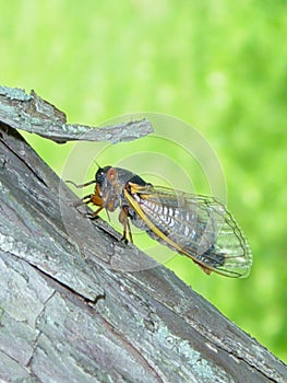 A Brood X 17-year cicada