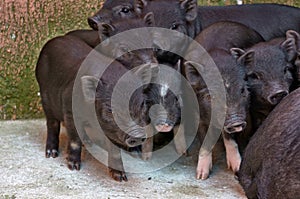 Brood of young black pigs in search of food
