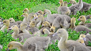 Brood of young goslings nibble grass