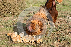 Brooding hen and chicks in a farm