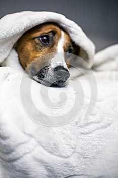 Brooding jack russell terrier hid under a white blanket on top, comfort, sharp nose, blurry,  vertical