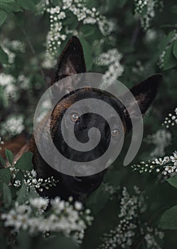 Brooding Malinois in beautiful white flowers and bird cherry