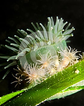 Brooding sea anemone