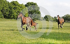 Broodmare gallops with foal