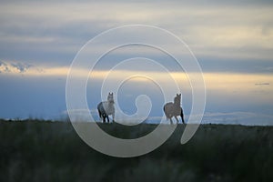 Broodmares coming in