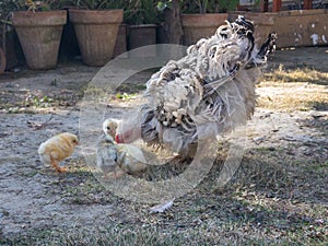 Broody frizzle hen with newborn baby chicks