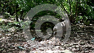 Broody guinea fowl hen hatched out chicks in the forest