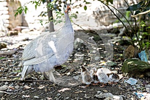 Broody guinea fowl hen hatched out keats