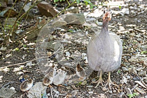 Broody guinea fowl hen with keats