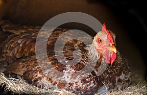 Broody hen brooding in the nest of the farm photo