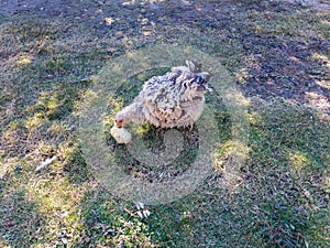 Broody hen and her chicks searching for food in the grass