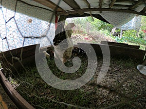 Broody hen and her little chicks in an organic farm