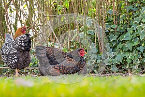 Broody hen seen sitting in a garden next to other free range hens.