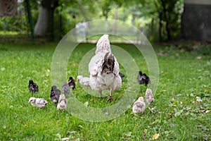 Broody hen walk with her chicks in the yard