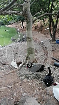 Broody swan hen hatch eggs with help , love and protection of her husband, Black Swan protecting eggs, broody hen serving eggs