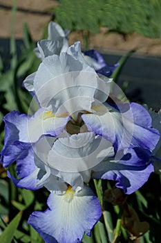 Brook Flower Bearded Iris