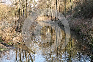 Brook in the forest