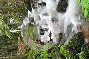 Brook in forest