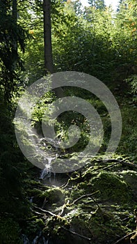 brook in forest with rays of the sun within stones and branches