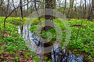 Brook in a green spring forest