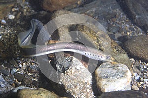 Brook lamprey Lampetra planeri photo