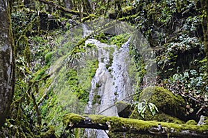 Brook over rocks moss verdure boxwood in the jungle