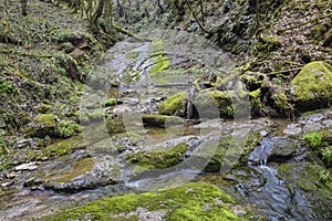 Brook over rocks moss verdure boxwood in the jungle