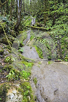 Brook over rocks moss verdure boxwood in the jungle