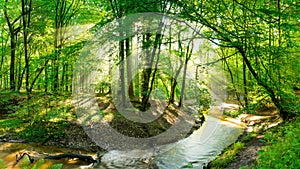 Brook running through sunlit forest