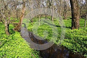 brook in spring forest
