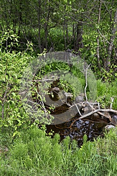 Brook in spring forest
