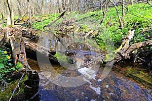 brook in spring forest
