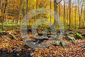 Brook among the trees