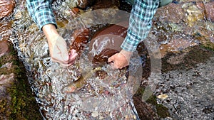 Brook trout