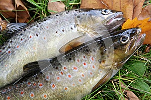 Brook trout photo