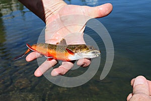 Brook trout photo