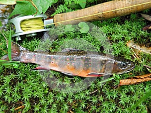 Brook Trout