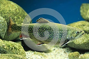 Brook trout photo