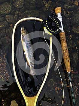 Brook trout and fly pole displayed in the water