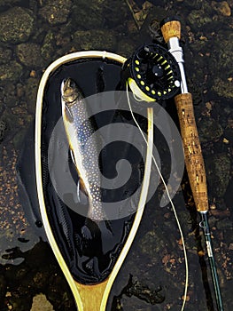 Brook trout and fly pole displayed in the water photo