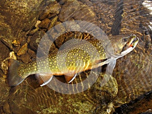 Brook Trout-Full View